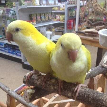 Quaker Parrot for Sale in Florida