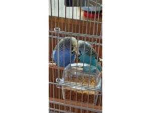 Budgies For Sale