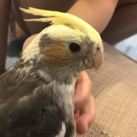 Cockatiel Bird For Sale