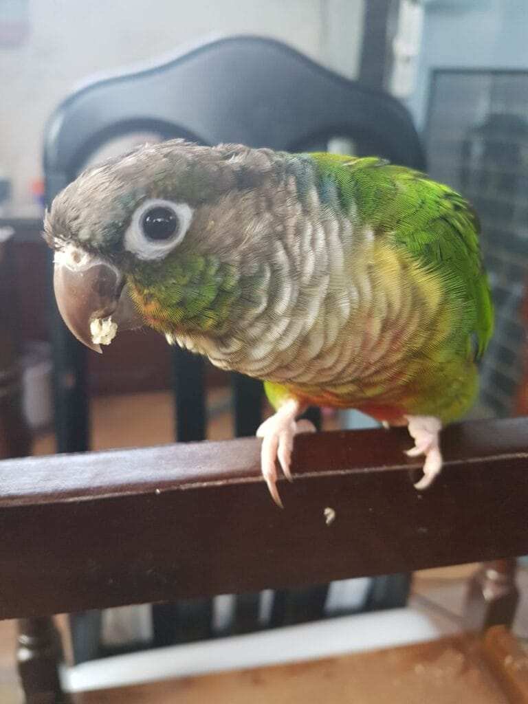 Parrots For Sale