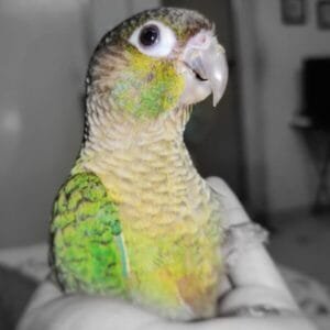 Green Cheek Conure For Sale