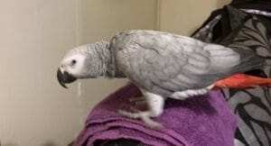 African Grey Parrots For Sale Near Me