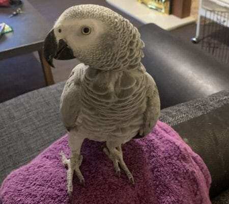 African Grey Parrots For Sale Near Me