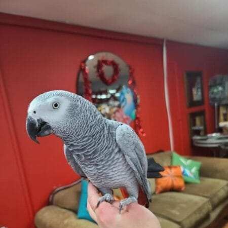 Congo African Grey for Sale, Baby Parrot for Sale