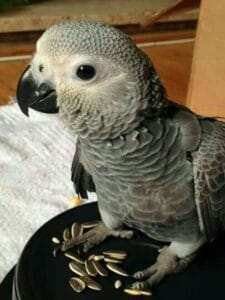 Congo African Grey for Sale