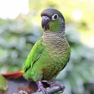 Yellow Sided Green Cheek Conure Parrot, Parrots For Sale