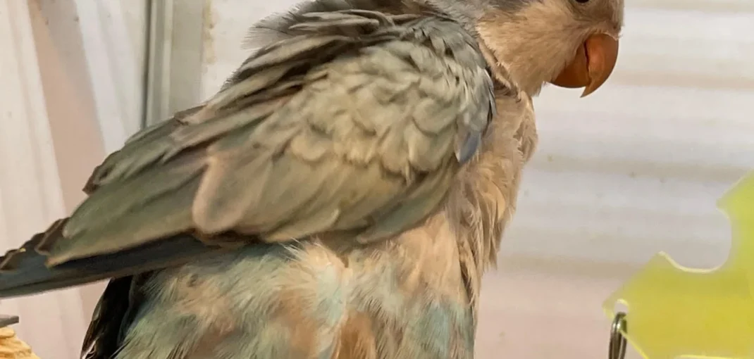 Quaker Parrots for Sale, quaker parrot price