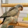 Quaker Parrots for Sale, quaker parrot price