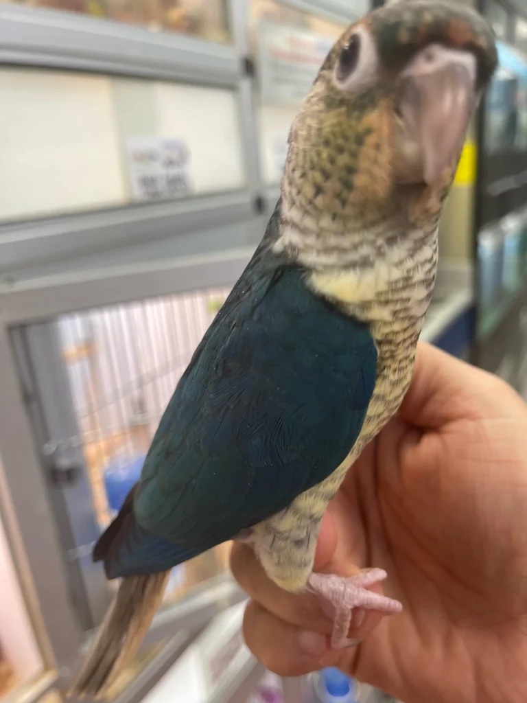 Talking Parrot For Sale, yellow sided conure​