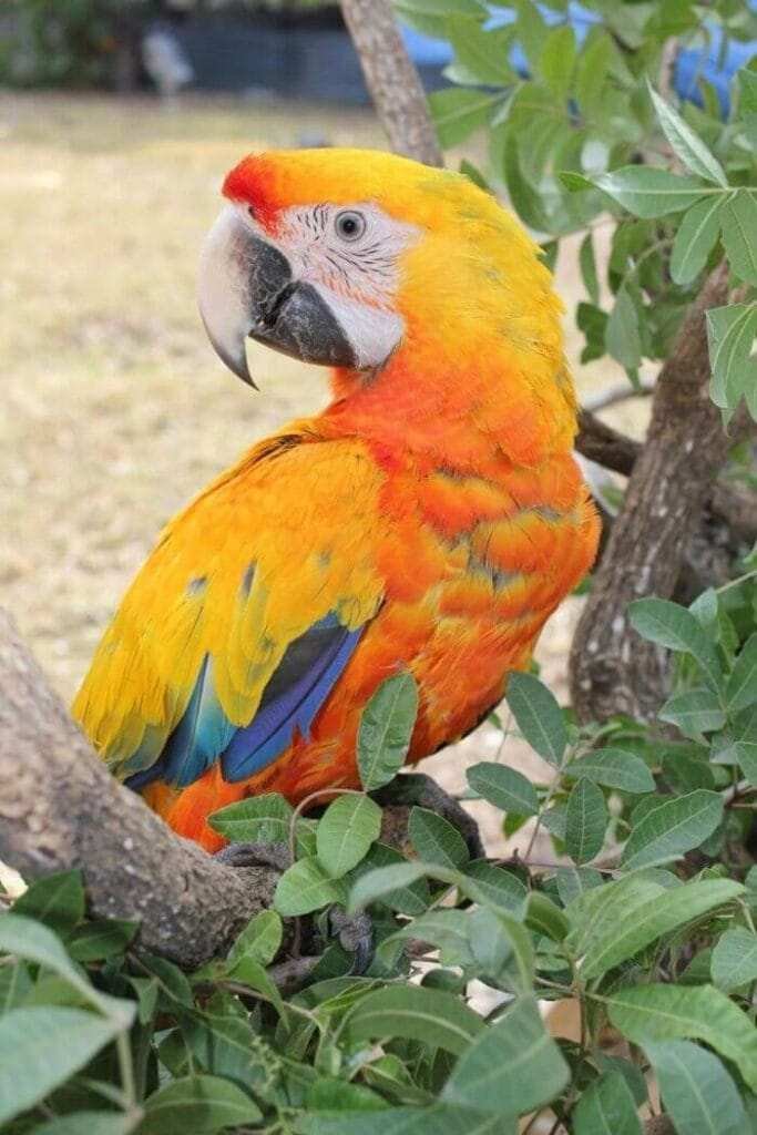 Macaw Bird For Sale
