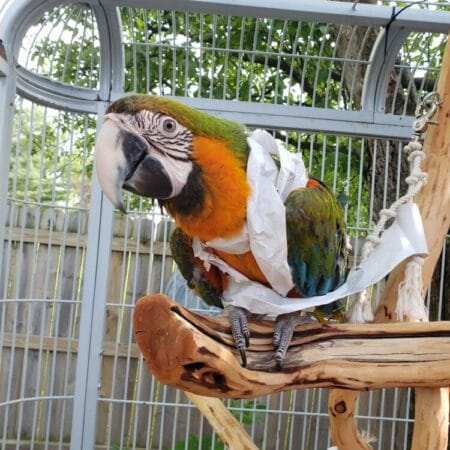 Harlequin Macaw For Sale