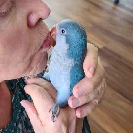 Blue Quaker Parrot for Sale