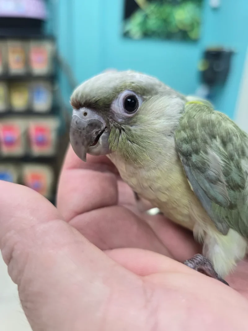 Moon cheek conure for sale