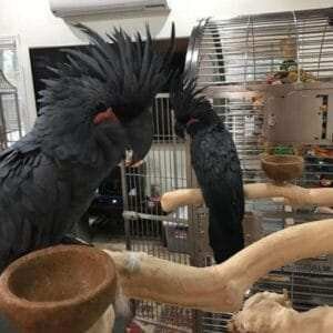 Black Palm Cockatoo for Sale