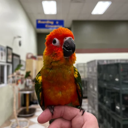 Sun Conures for Sale Near Me