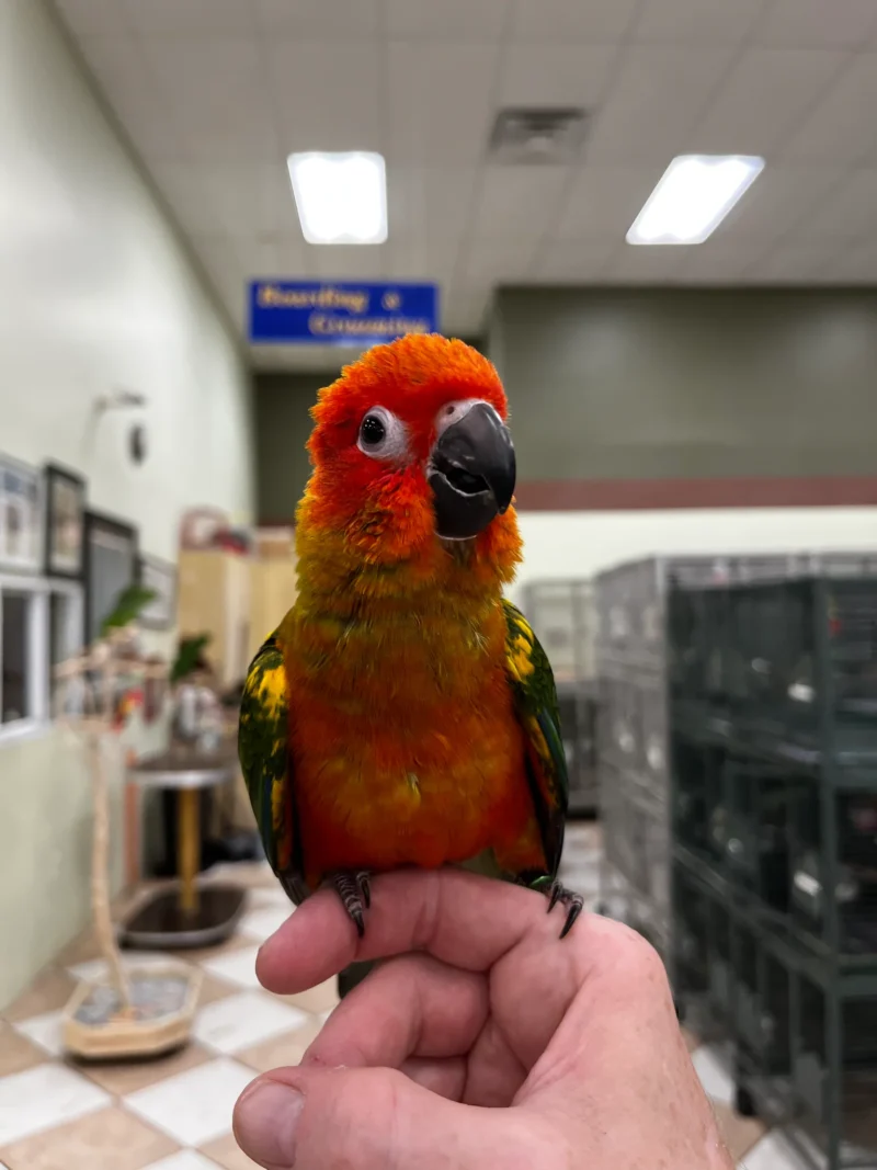 Sun Conures for Sale Near Me