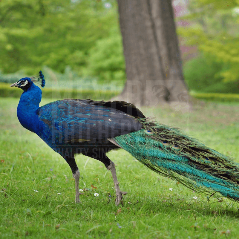 Peacocks For Sale in PA