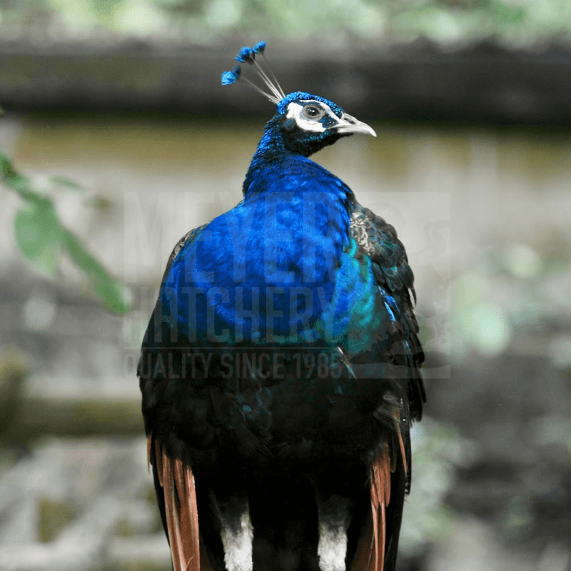 Peacocks For Sale in PA