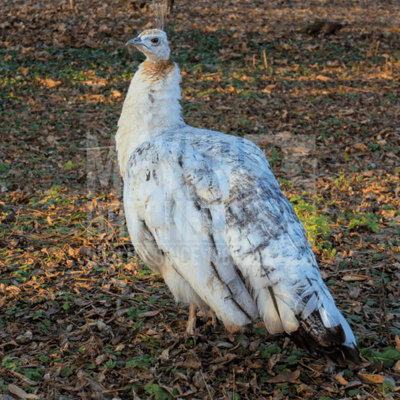 Peacocks For Sale in PA