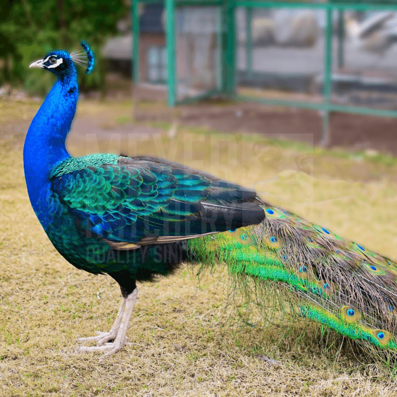 Peacocks For Sale in PA