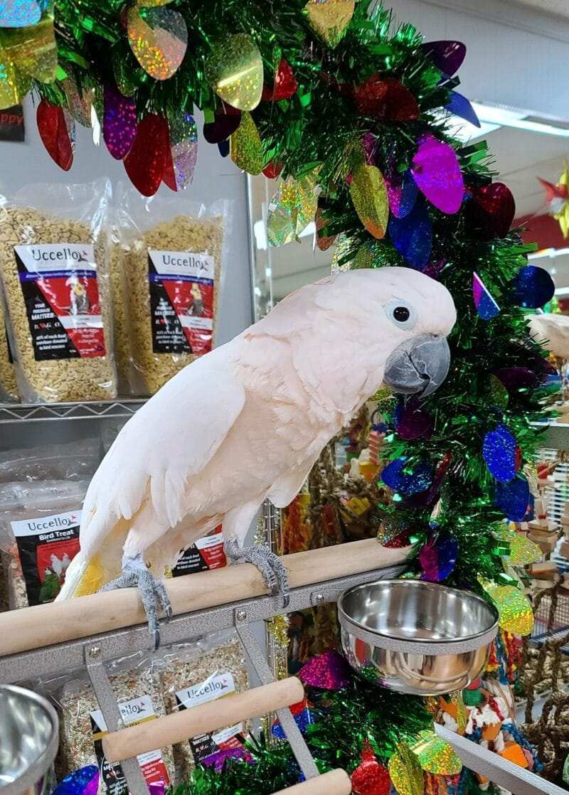 Moluccan Cockatoo for Sale