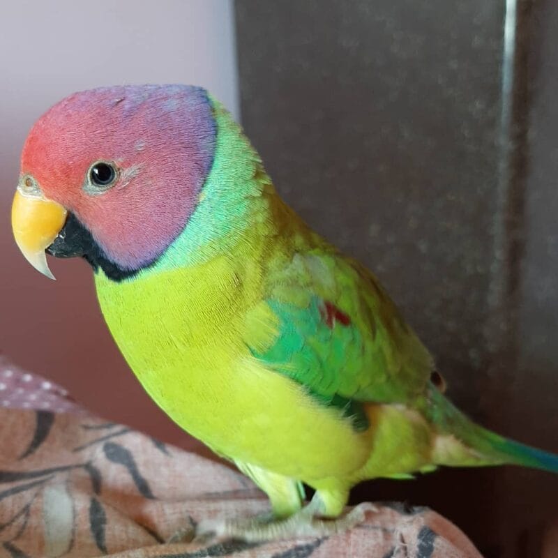 live parakeets for sale