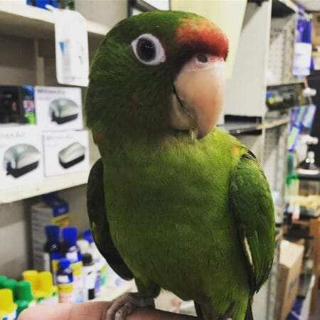 Amazon Parrot For Sale Near Me