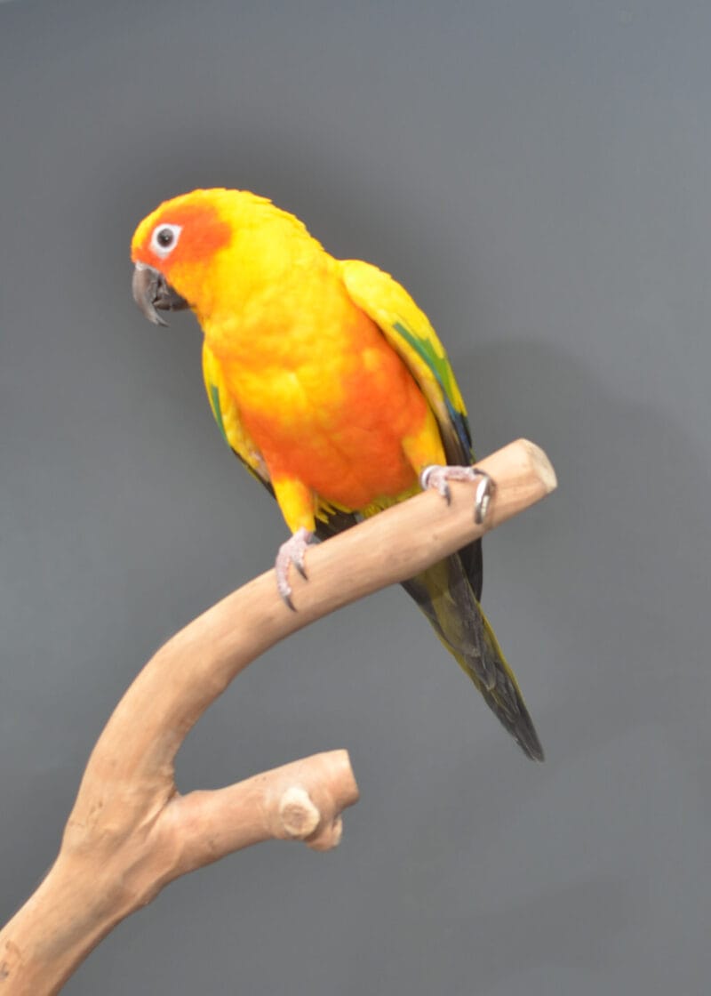 Sun Conure Bird For Sale