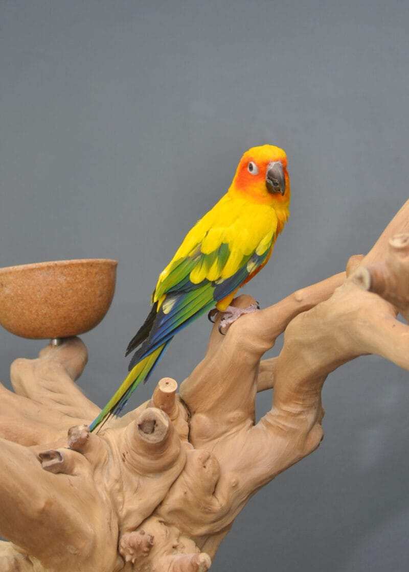 Sun Conure Bird For Sale