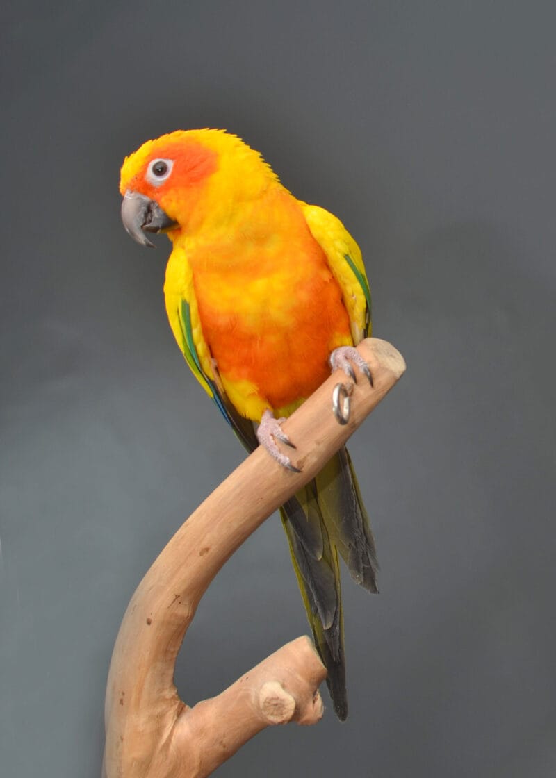 Sun Conure Bird For Sale