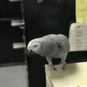 african gray parrot for sale