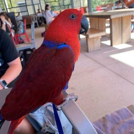 Our Eclectus Parrots For Sale are not just visually stunning; they are also incredibly affectionate and make fantastic family pets.