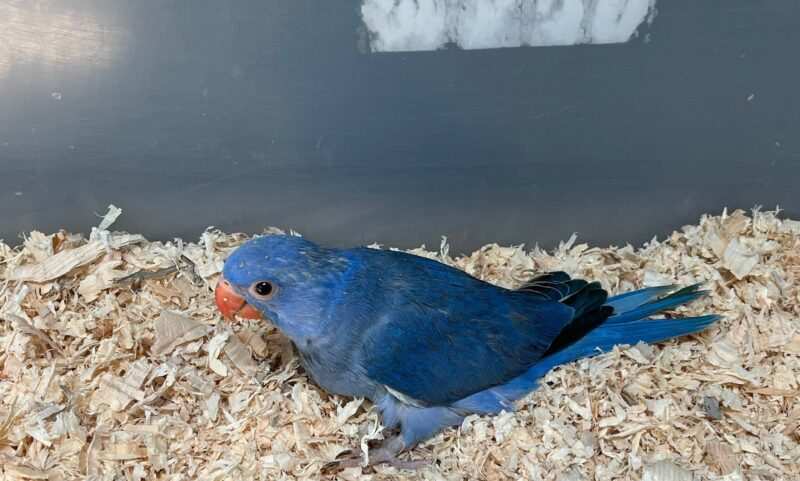 Violet Indian Ringneck For Sale