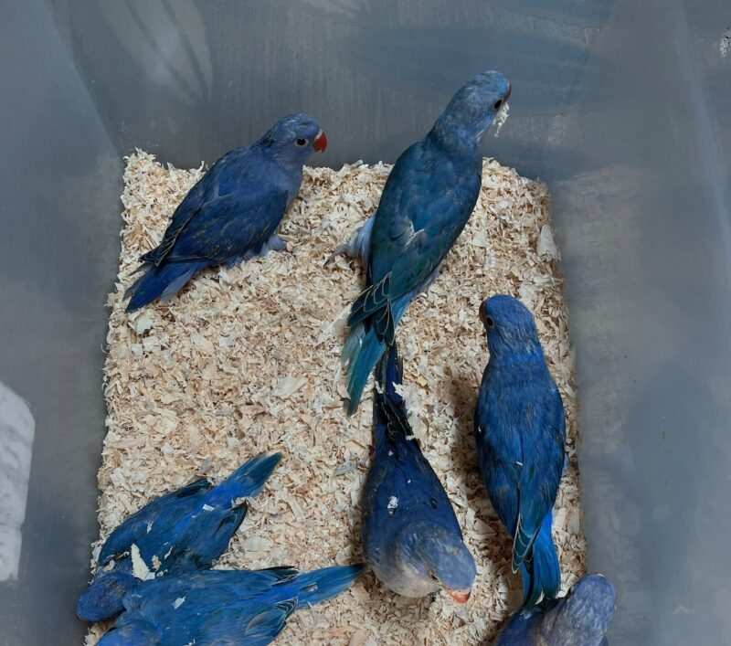 Violet Indian Ringneck For Sale