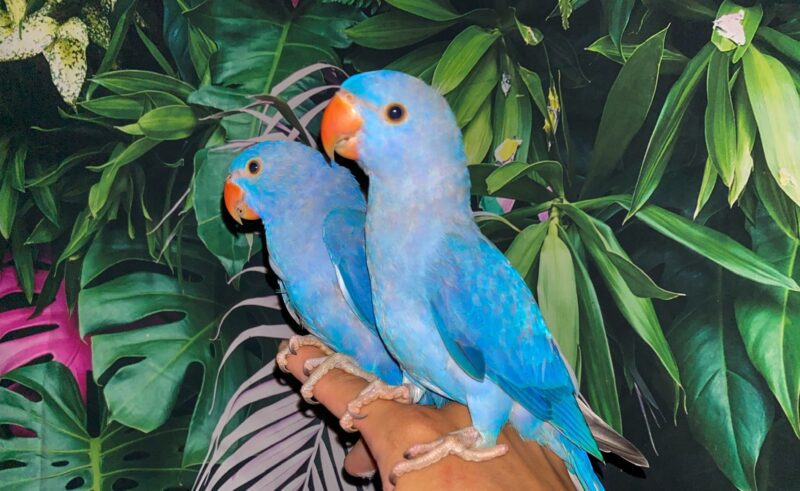 Violet Indian Ringneck For Sale