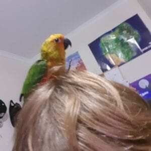 Jenday conure for sale