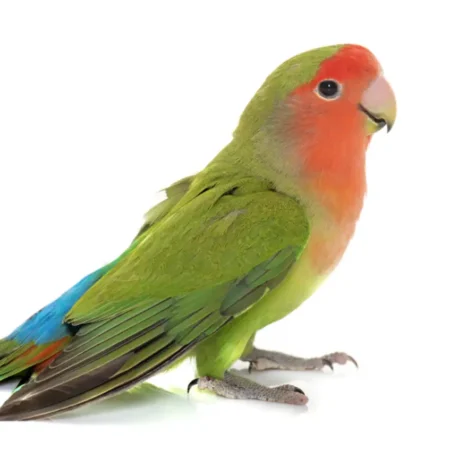 Lovebirds For Sale Near Me, peach faced lovebird for sale