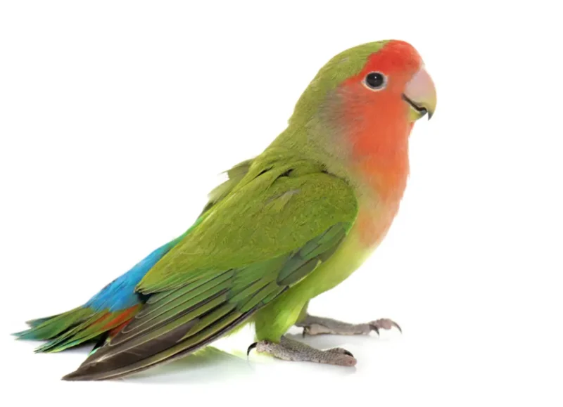 Lovebirds For Sale Near Me, peach faced lovebird for sale