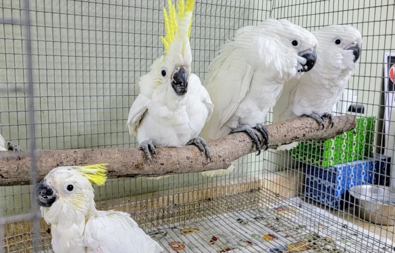 Umbrella Cockatoo For Sale