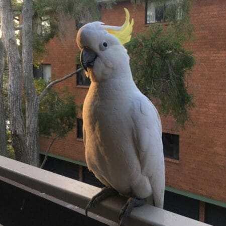 Talking Cockatoo For Sale