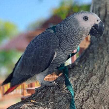 african grey for sale