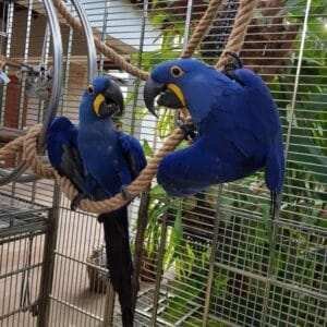 Hyacinth Macaws For Sale