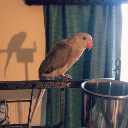 Indian Ring Necked Parakeet For Sale