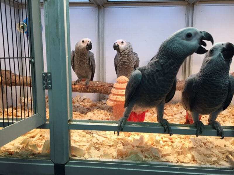 African Grey Parrot For Sale