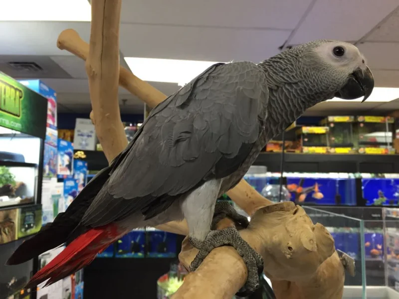 African Grey Parrot For Sale