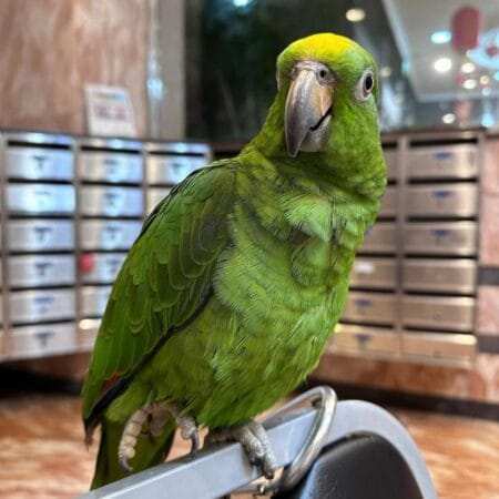 Saint Lucia Amazon Parrot Talking for Sale