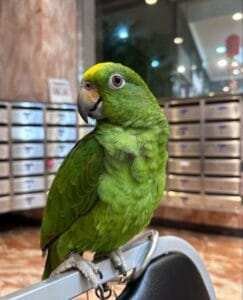 Saint Lucia Amazon Parrot Talking for Sale