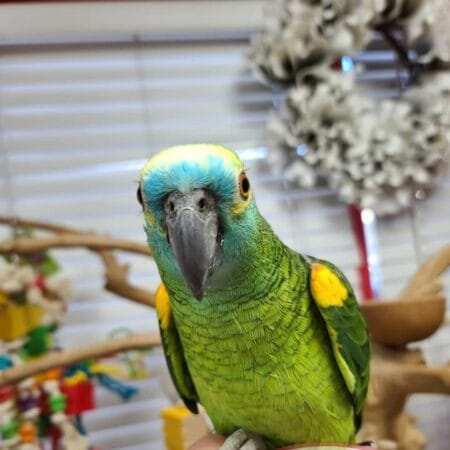 amazon parrot for sale, baby parrot for sale