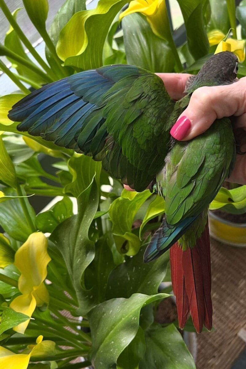 Caique Parrot For Sale