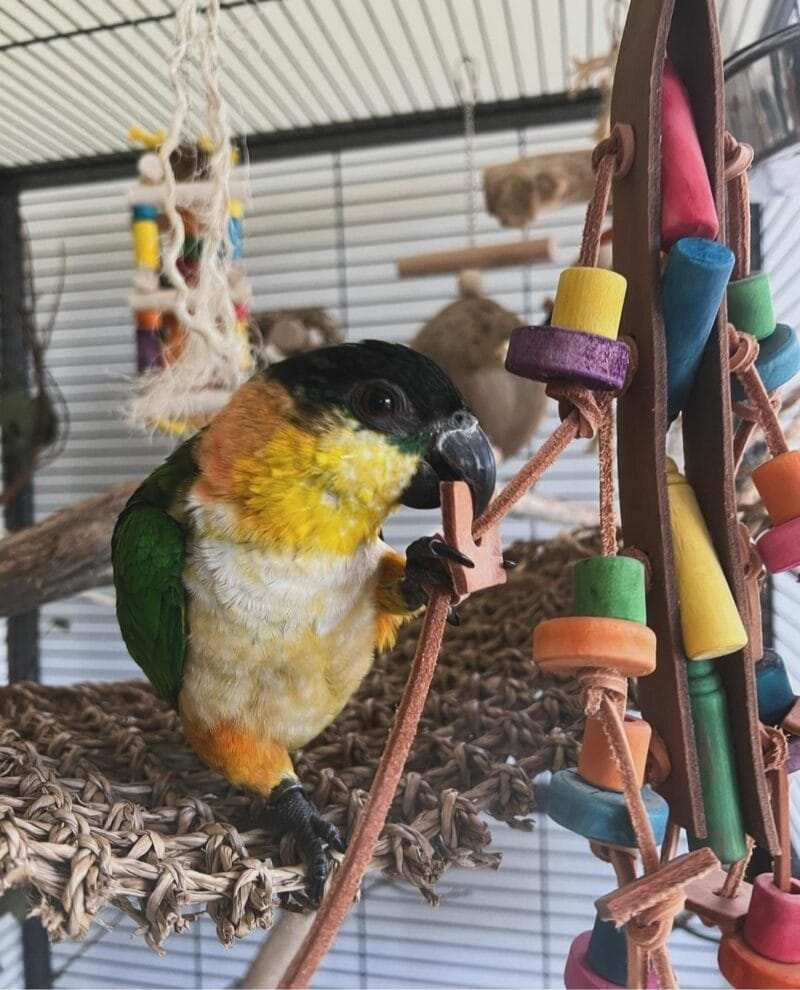 Black-headed Caique Parrot For Sale